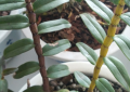 霍山铁皮石斛枫斗能从颜色上区别品质好坏和真假吗？