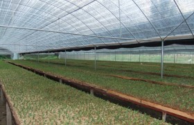 石斛种植大棚建设方法