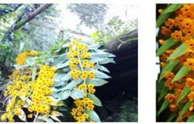 金兰石斛(黄草石斛)的功效与作用