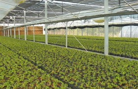 石斛种植大棚建设方法