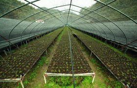石斛种植大棚建设方法