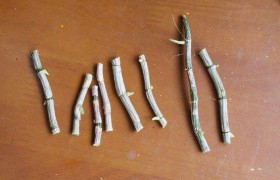 石斛扦插繁育的简单方法