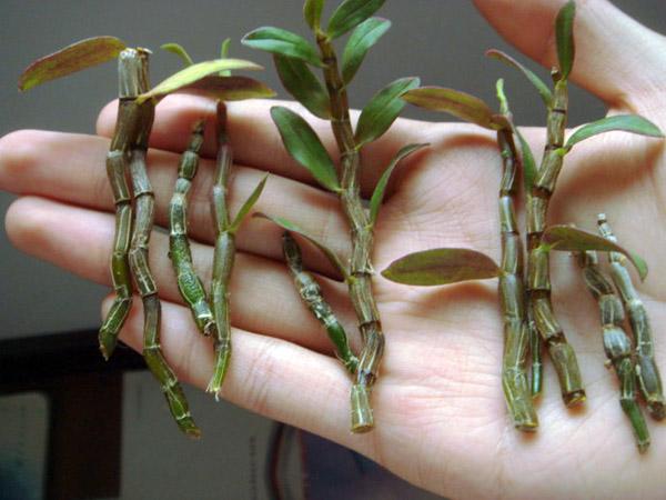 石斛扦插繁育的简单方法