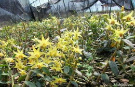 铁皮石斛花怎么加工?石斛花加工方法