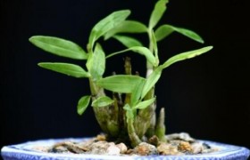 霍山石斛有哪些药理功效和作用