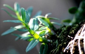 霍山石斛的功效主要有什么,你了解吗?
