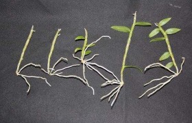 石斛扦插繁育的简单方法