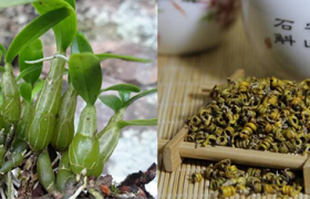 霍山石斛(米斛)与铁皮石斛的区别
